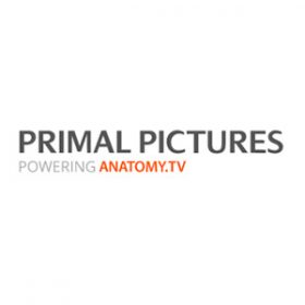 Primal Pictures